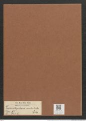 Grammatophora undulata Ehr. (de-Toni-Nr.: Genus 93, Species 3032) Zeichnungen Sammlung Grunow Mappe 03212 (Herbarium_W_Grunow_drawings_Folder_03212)